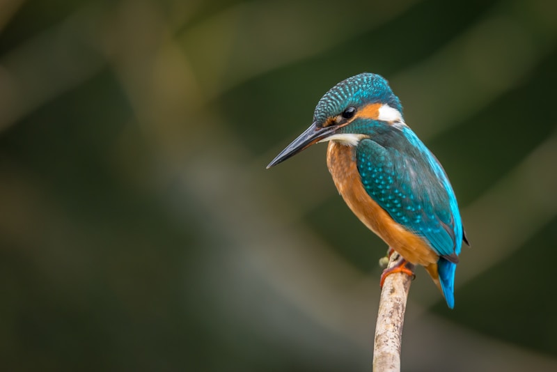 Colorful Birds
