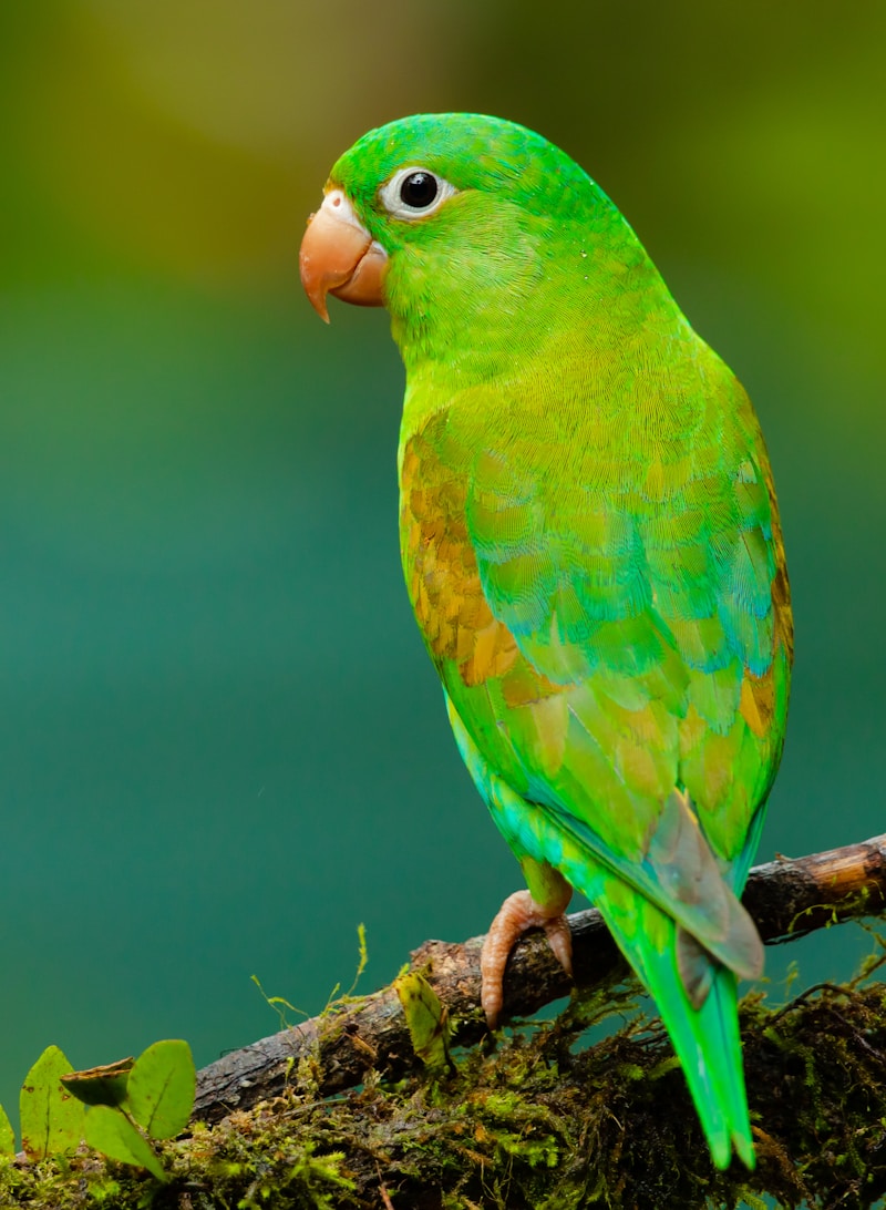 Macaw