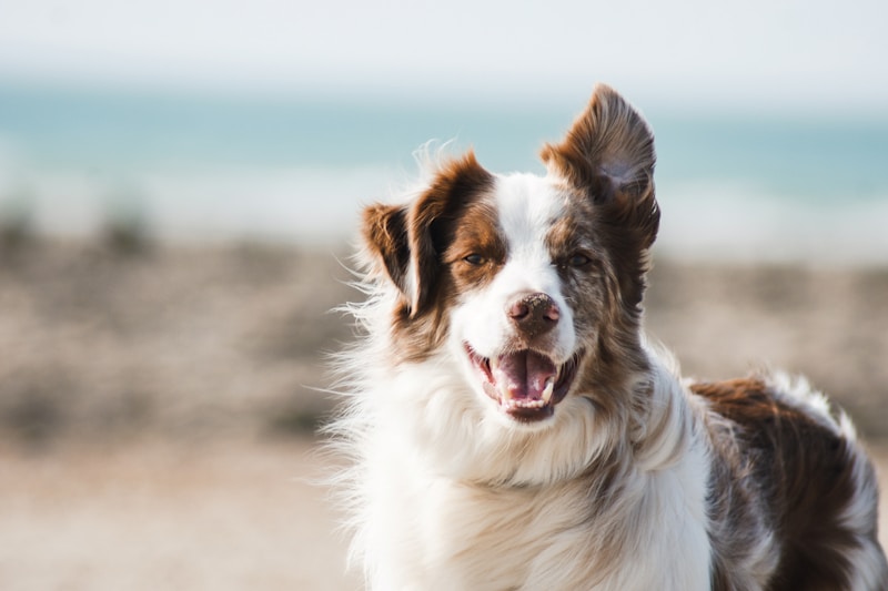 Loyal Companion
