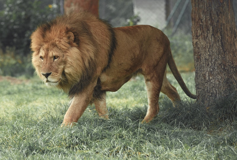 Jungle King